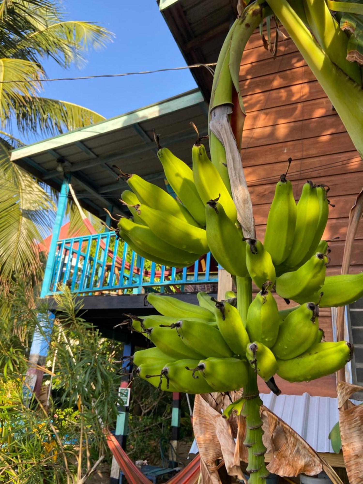 Anda Di Hows Hostel Placencia Eksteriør bilde
