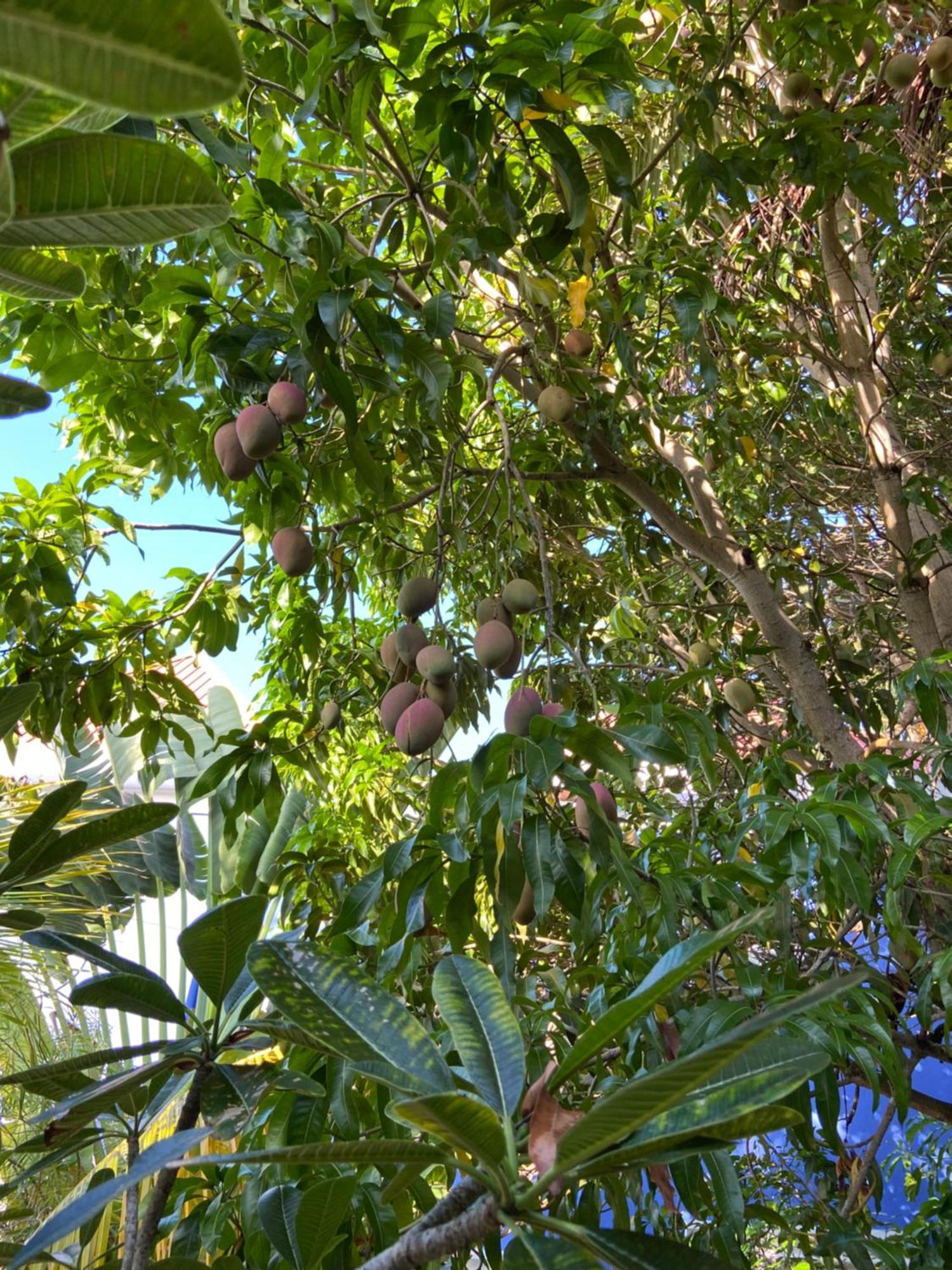 Anda Di Hows Hostel Placencia Eksteriør bilde